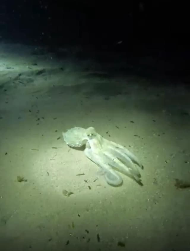 Inmersión nocturna en cala Sant jordi
